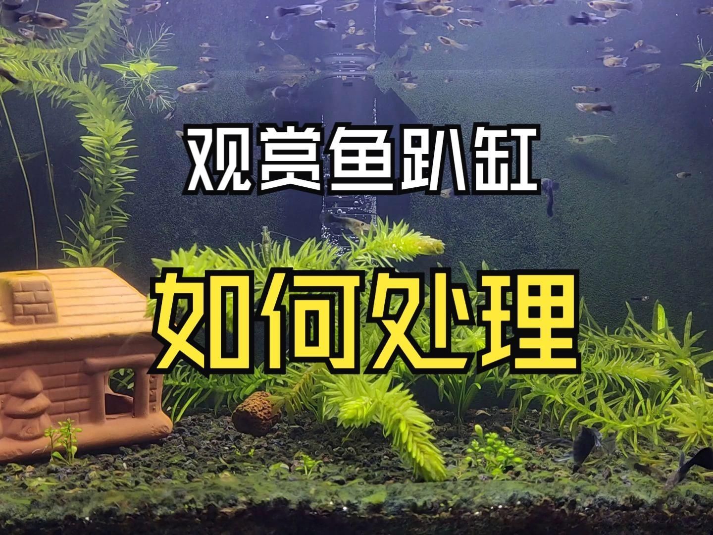如何緩解魚兒趴缸癥狀，魚兒趴缸不是病，而是一種“求救信號”——