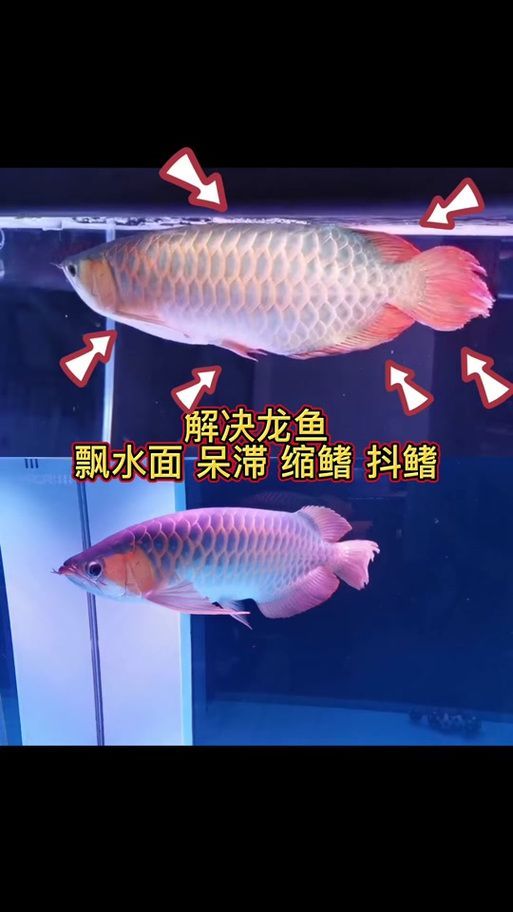 龍魚縮鰭不游多久會恢復？，如何判斷龍魚縮鰭不游