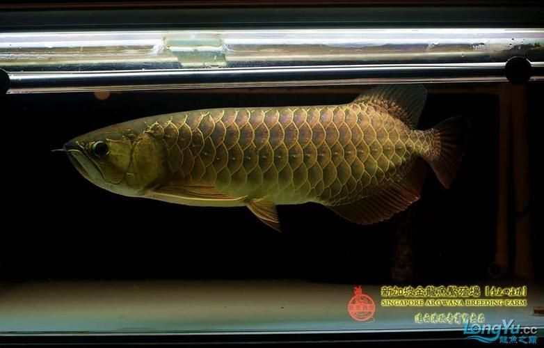 李亞四古典過背金龍魚的市場價格，李亞四古典過背金龍魚價格穩定但仍有波動：值得注意