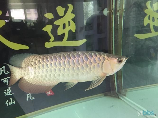 李亞四古典過背金龍魚的市場價格，李亞四古典過背金龍魚價格穩定但仍有波動：值得注意