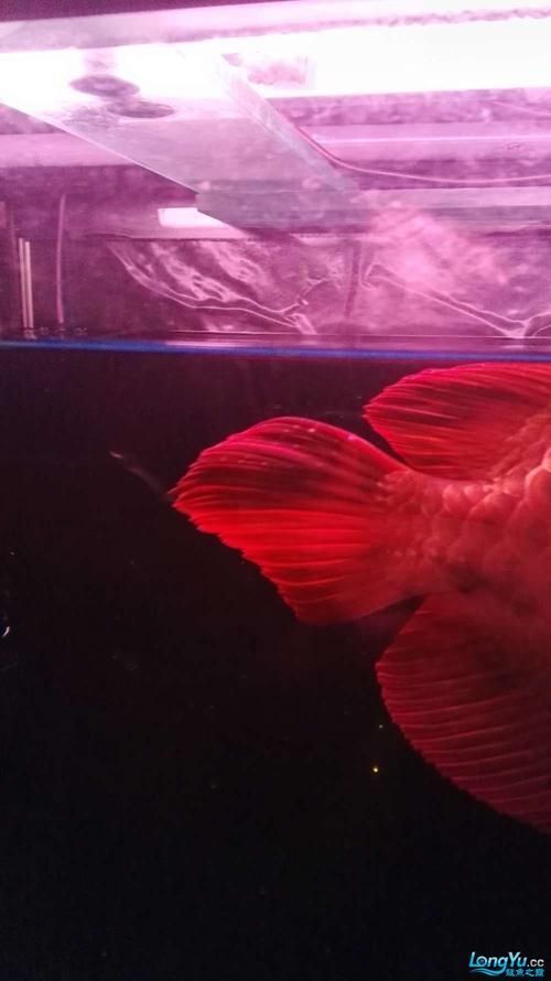如何區分龍魚嘴上的肉球是腫瘤還是腫斑病？，如何區分龍魚嘴上的肉球是腫瘤還是腫斑病