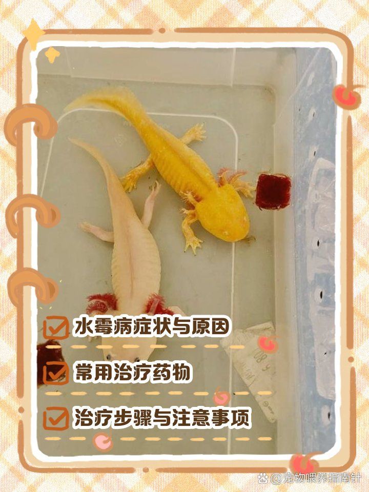 真菌感染龍魚能治愈嗎，真菌感染龍魚能治愈嗎,