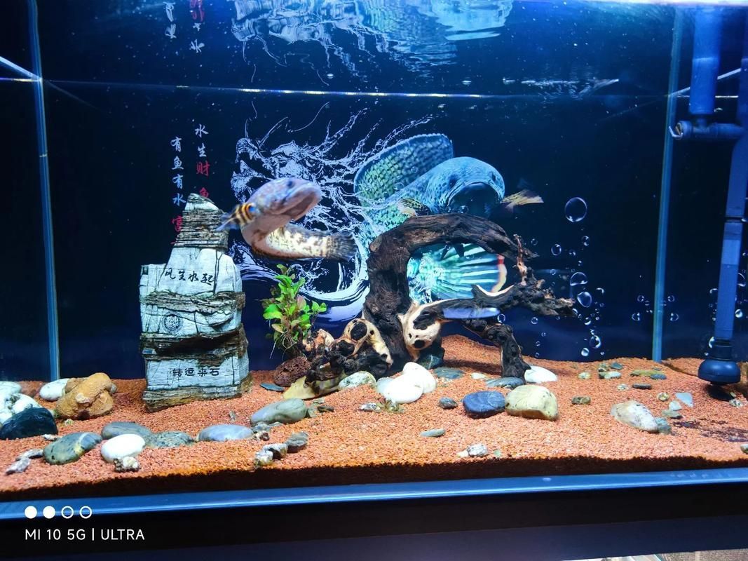 黃金夢幻雷龍魚的價格是多少？，黃金夢幻雷龍魚價格是多少黃金夢幻雷龍魚價格是多少