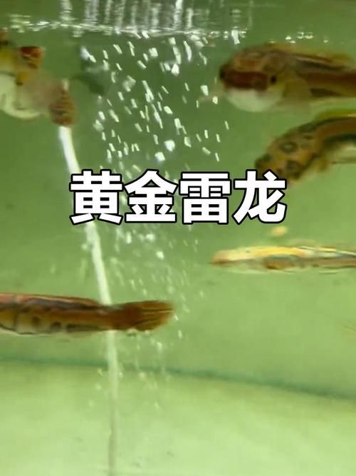黃金夢幻雷龍魚的價格是多少？，黃金夢幻雷龍魚價格是多少黃金夢幻雷龍魚價格是多少