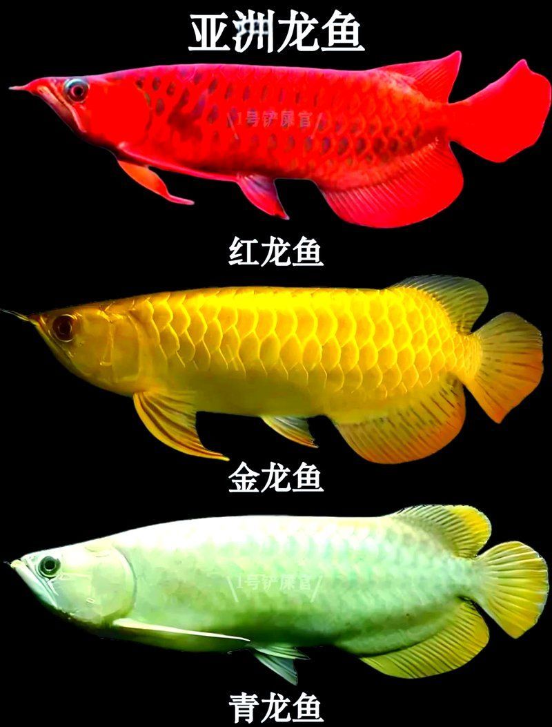 龍魚有哪些品種推薦，全球最受歡迎的十大龍魚品種 龍魚有哪些品種推薦，全球最受歡迎的十大龍魚品種 龍魚百科 第7張