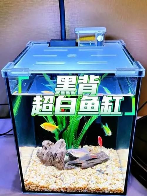 白底黑背景缸有哪些優缺點，白底黑背景缸布景指南