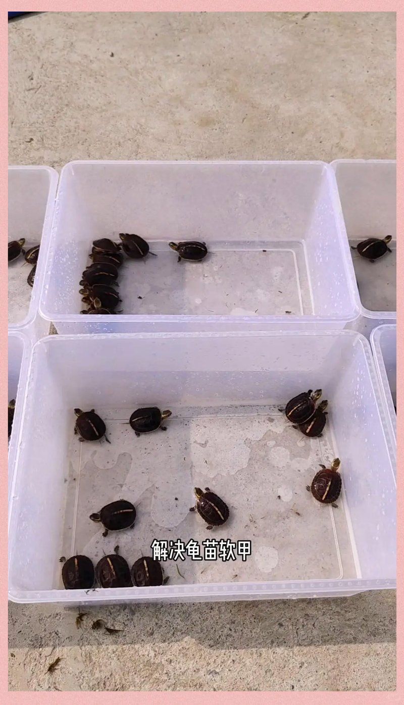 如何判斷烏龜是否缺營養，如何判斷烏龜是否缺營養缺乏營養，烏龜是否缺營養
