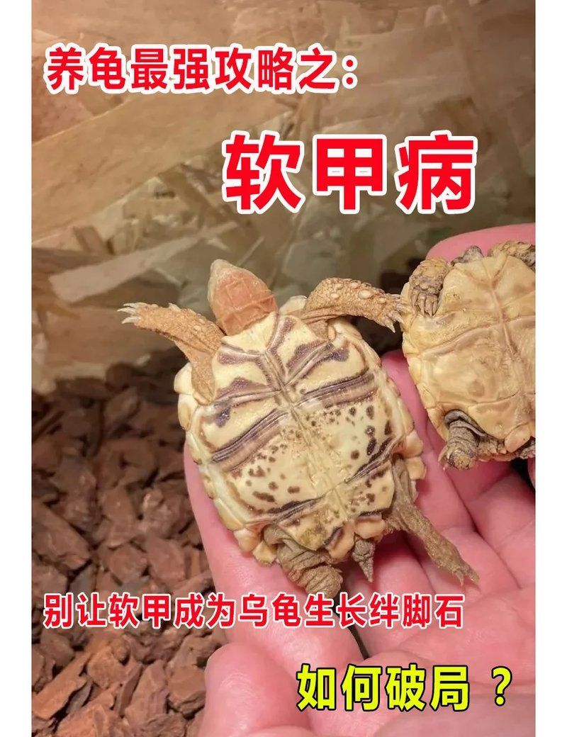 如何判斷烏龜是否缺營養，如何判斷烏龜是否缺營養缺乏營養，烏龜是否缺營養
