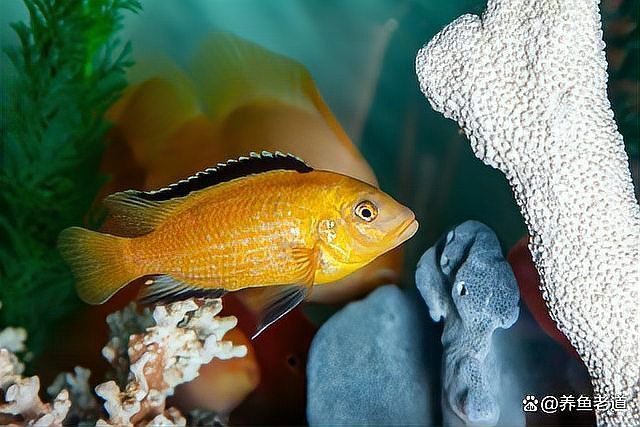加鹽治療金龍魚疾病的具體步驟是什么？，加鹽治療金龍魚加鹽治療金龍魚疾病的具體步驟是什么