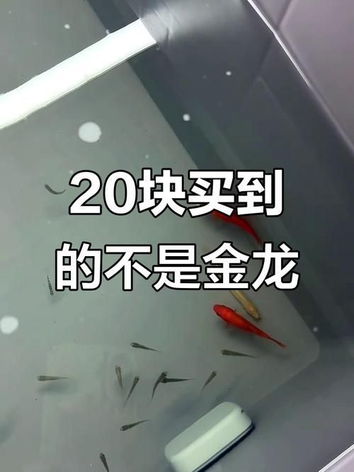 如何在拼多多上找到可靠的龍魚幼苗商家？，如何在拼多多上尋找可靠的龍魚幼苗商家