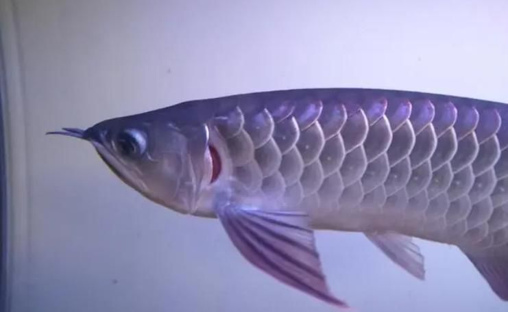 如何預防龍魚腮腺炎的發(fā)生，龍魚腮腺炎是一種常見疾病的疾病