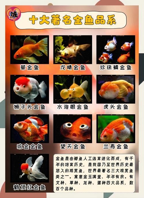 風(fēng)水魚(yú)都有哪些品種，喬遷必看|5種熱門(mén)風(fēng)水魚(yú)寓意解析