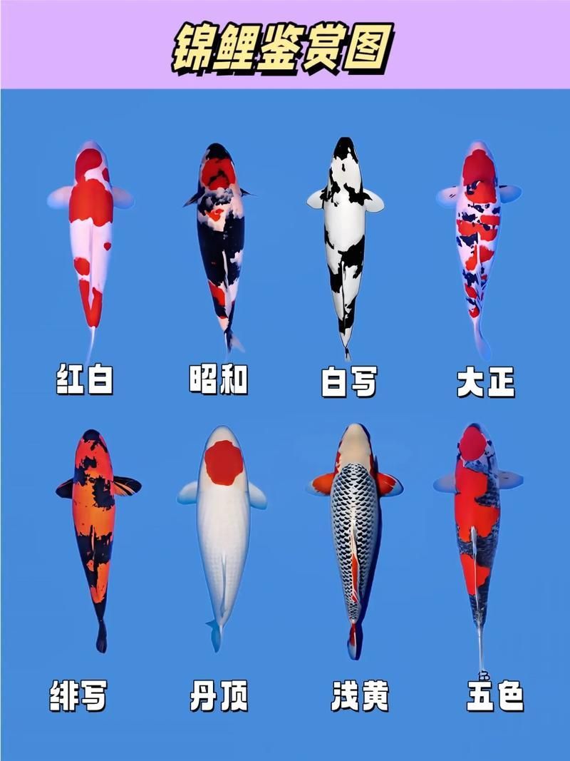 風(fēng)水魚(yú)都有哪些品種，喬遷必看|5種熱門(mén)風(fēng)水魚(yú)寓意解析