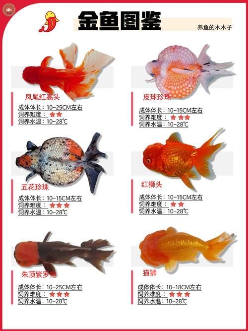 風(fēng)水魚(yú)都有哪些品種，喬遷必看|5種熱門(mén)風(fēng)水魚(yú)寓意解析