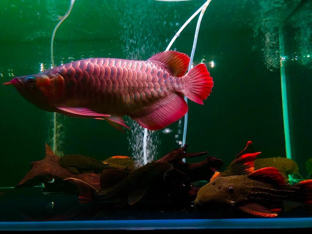 福龍王品牌龍魚的質量如何？，福龍王品牌龍魚的質量如何辨別福龍王品牌龍魚的質量