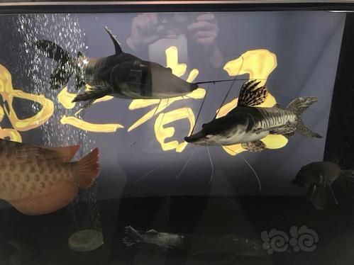 福龍王品牌龍魚的質量如何？，福龍王品牌龍魚的質量如何辨別福龍王品牌龍魚的質量