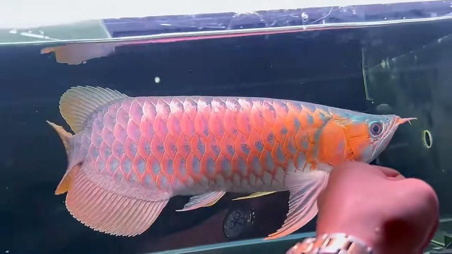 福龍王品牌龍魚的質量如何？，福龍王品牌龍魚的質量如何辨別福龍王品牌龍魚的質量
