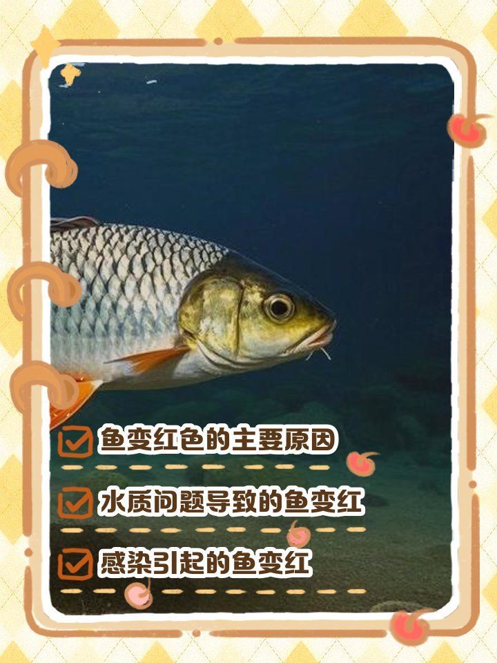 魚鱗變紅滲血如何護理，魚鱗變紅滲血如何護理調用工具 魚鱗變紅滲血如何護理，魚鱗變紅滲血如何護理調用工具 龍魚百科 第2張