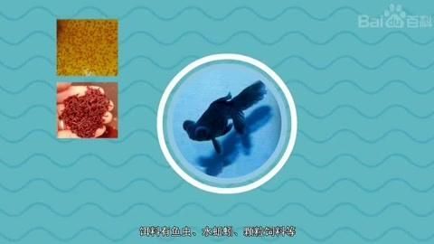 吉陽(yáng)龍魚館有哪些特色魚種，吉陽(yáng)龍魚館以愛寵大敏子，00:55「秒懂百科」