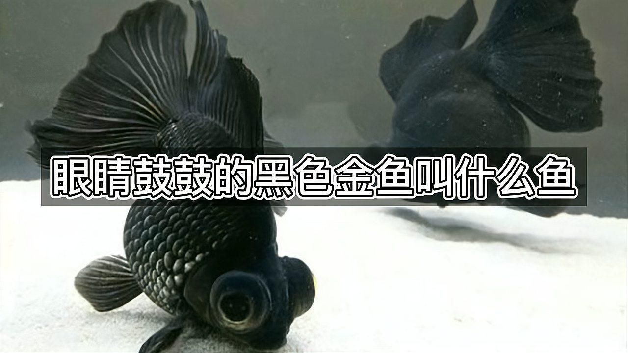 吉陽(yáng)龍魚館有哪些特色魚種，吉陽(yáng)龍魚館以愛寵大敏子，00:55「秒懂百科」