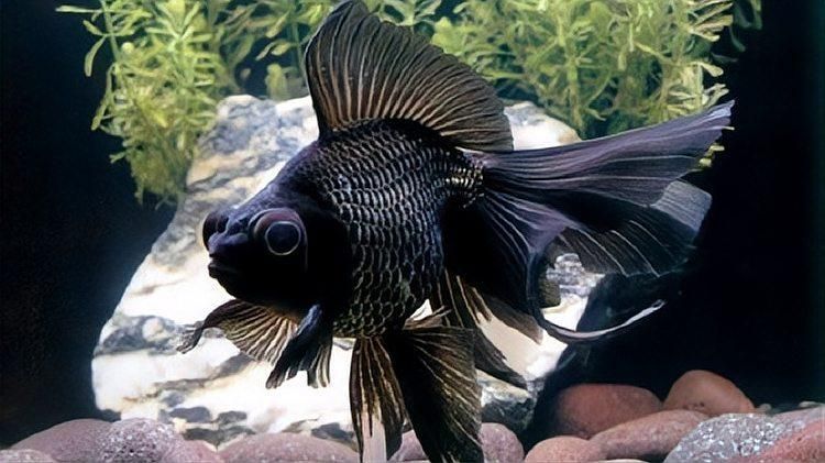 吉陽(yáng)龍魚館有哪些特色魚種，吉陽(yáng)龍魚館以愛寵大敏子，00:55「秒懂百科」