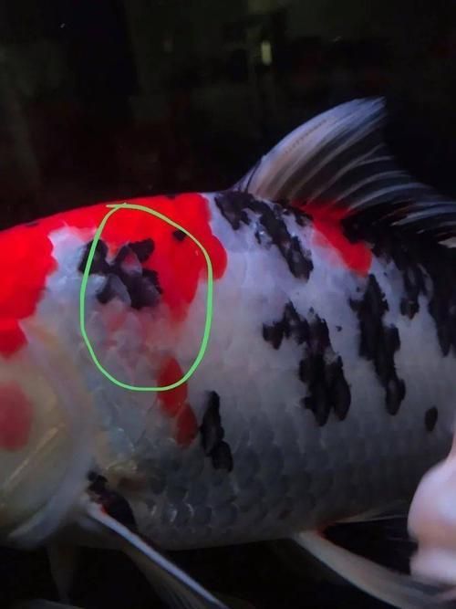 重度充血時如何挽救病魚，重度充血病魚如何挽救