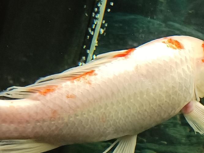 重度充血時如何挽救病魚，重度充血病魚如何挽救