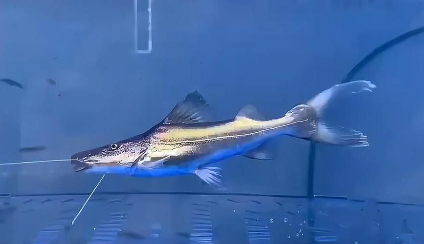 月光鴨嘴魚的飼養方法,月光鴨嘴魚的飼養指南 龍魚百科 第5張 月光鴨嘴魚的飼養方法,月光鴨嘴魚的飼養指南 月光鴨嘴魚的飼養方法,月光鴨嘴魚的飼養指南 龍魚百科 第5張