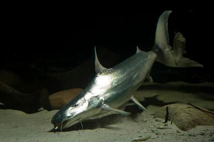 月光鴨嘴魚的飼養方法,月光鴨嘴魚的飼養指南 龍魚百科 第3張 月光鴨嘴魚的飼養方法,月光鴨嘴魚的飼養指南 月光鴨嘴魚的飼養方法,月光鴨嘴魚的飼養指南 龍魚百科 第3張