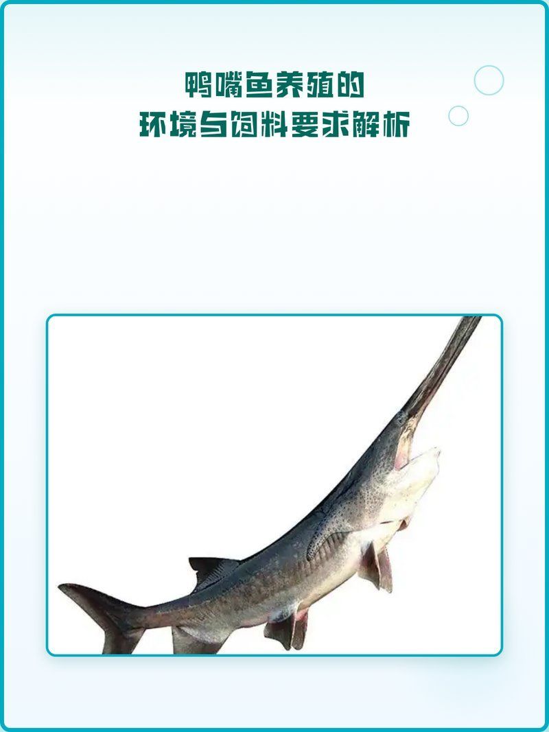 月光鴨嘴魚的飼養方法，月光鴨嘴魚的飼養指南 月光鴨嘴魚的飼養方法，月光鴨嘴魚的飼養指南 龍魚百科 第8張