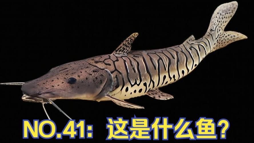 月光鴨嘴魚的飼養方法,月光鴨嘴魚的飼養指南 龍魚百科 第6張 月光鴨嘴魚的飼養方法,月光鴨嘴魚的飼養指南 月光鴨嘴魚的飼養方法,月光鴨嘴魚的飼養指南 龍魚百科 第6張