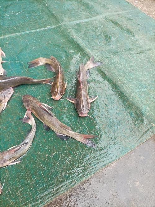 有沒有高清的年魚圖片推薦，如何找到高清的年魚圖片