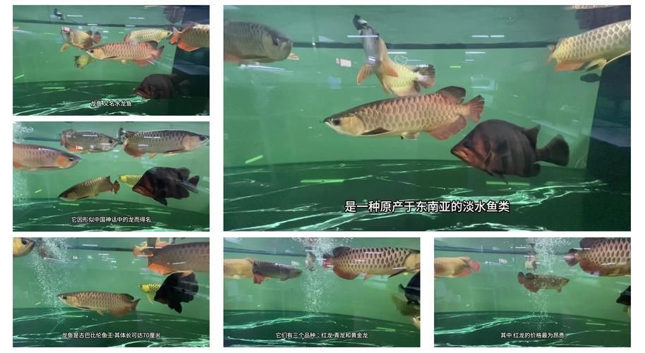 除了西加里曼丹，還有哪些地區(qū)產(chǎn)龍魚？，全球龍魚產(chǎn)地與品種對照表