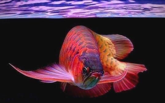 除了西加里曼丹，還有哪些地區(qū)產(chǎn)龍魚？，全球龍魚產(chǎn)地與品種對照表
