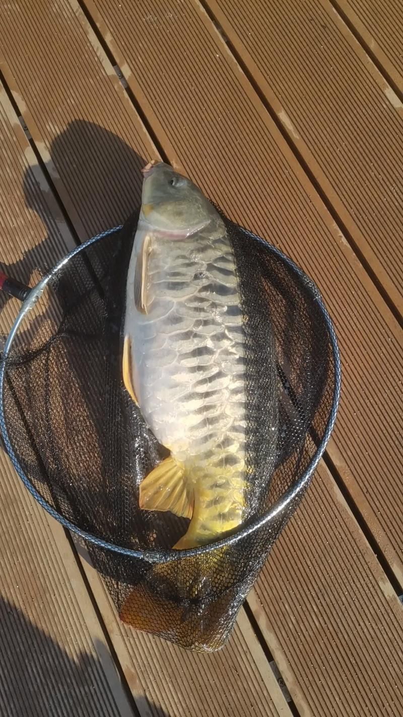 如何預防豎鱗病和魚波豆蟲病，如何防治魚波豆蟲病