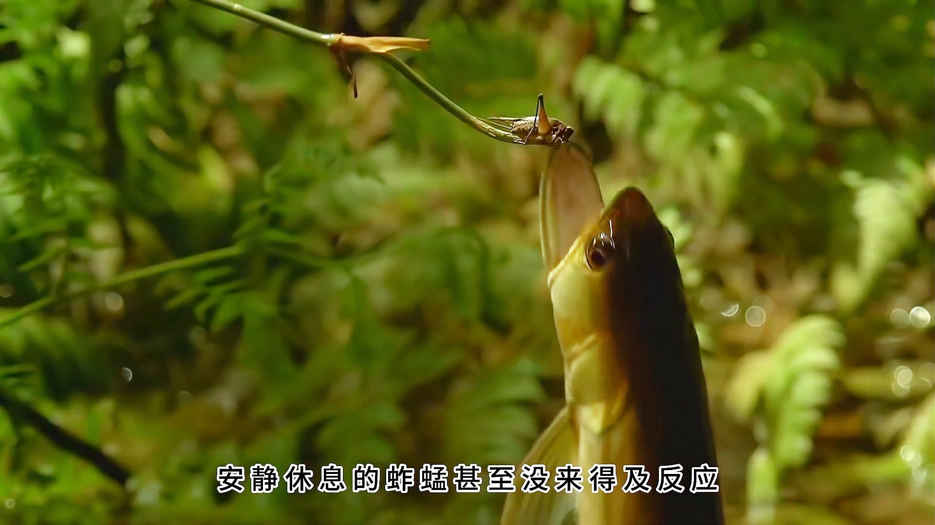 如何判斷龍魚是否吃活魚？