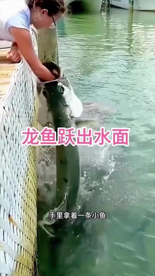 如何判斷龍魚是否吃活魚？