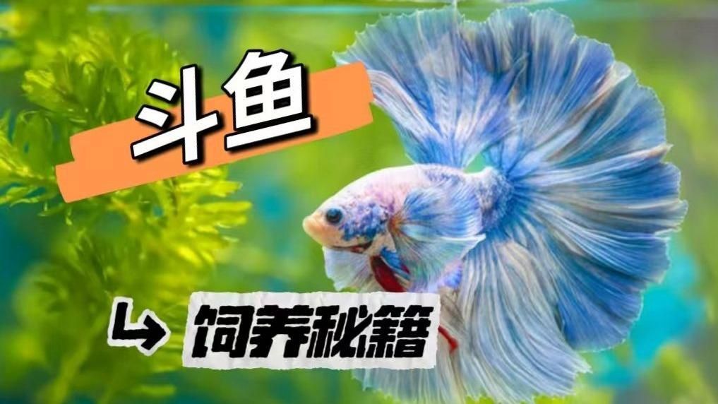 36寬的魚缸適合養什么魚？，36厘米寬的魚缸適合養什么魚