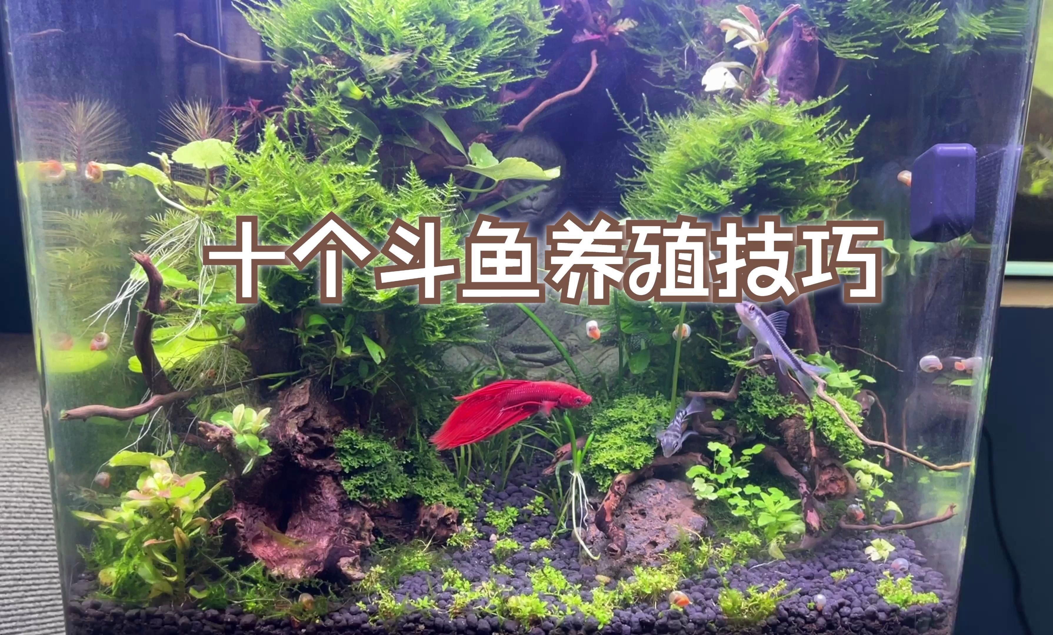 36寬的魚缸適合養什么魚？，36厘米寬的魚缸適合養什么魚