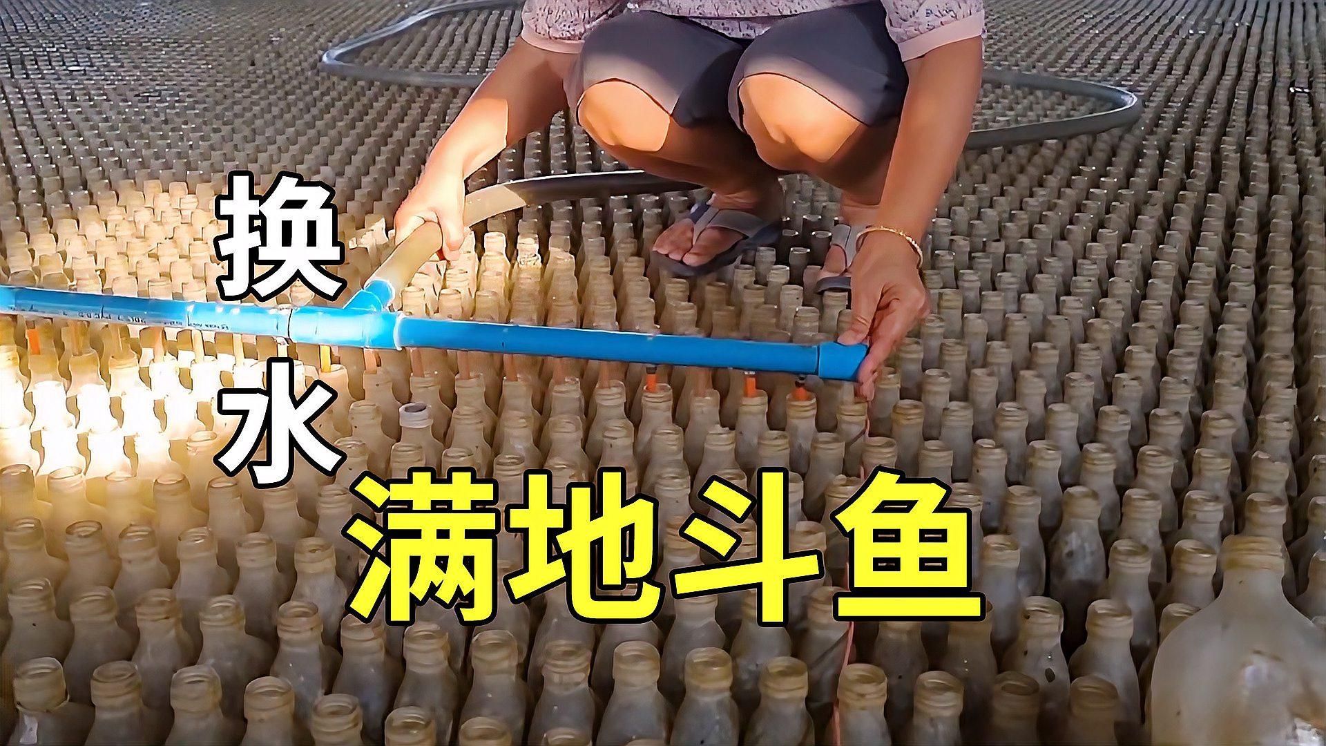 36寬的魚缸適合養什么魚？，36厘米寬的魚缸適合養什么魚