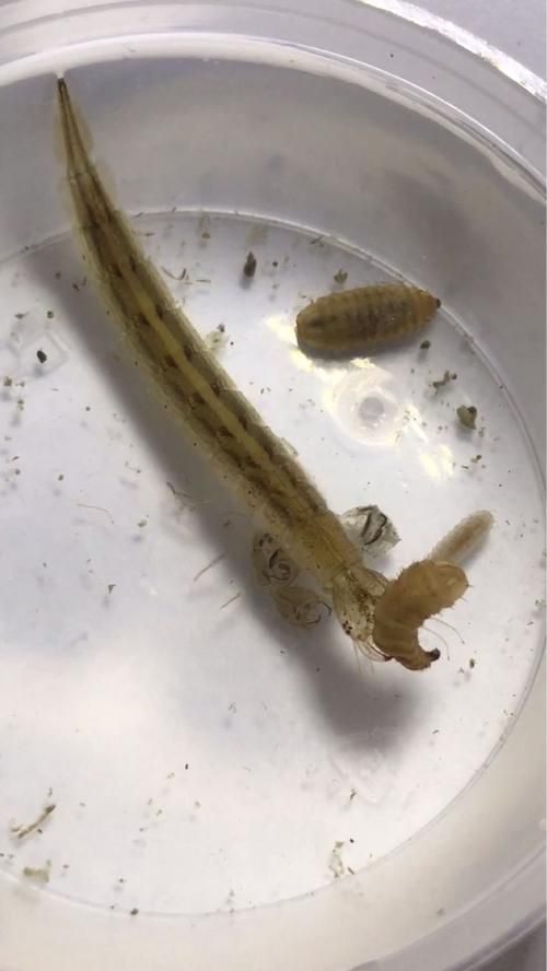 如何判斷龍魚是否感染外寄？，——權威診斷指南（1000字和配圖）