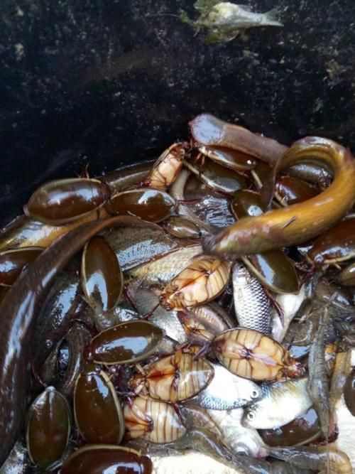如何判斷龍魚是否感染外寄？，——權威診斷指南（1000字和配圖）