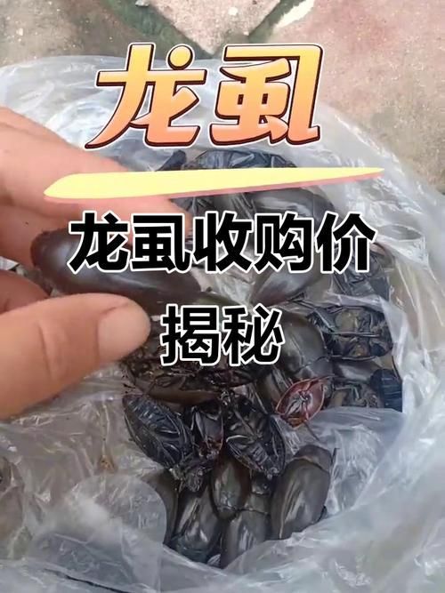 如何判斷龍魚是否感染外寄？，——權威診斷指南（1000字和配圖）