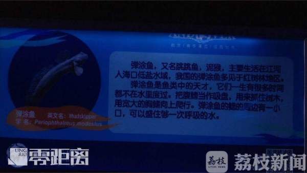 詳細(xì)閱讀:黑桃A魚(yú)的市場(chǎng)價(jià)格波動(dòng)大嗎? 黑桃A魚(yú)的市場(chǎng)價(jià)格波動(dòng)大嗎?