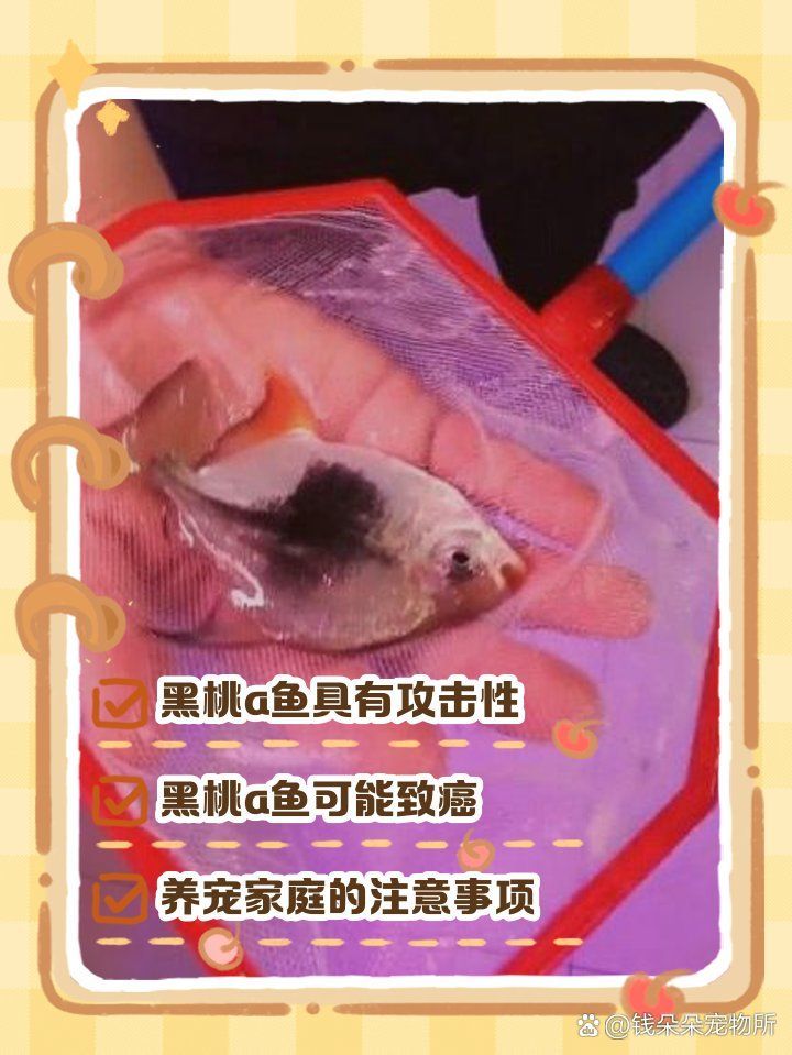 詳細(xì)閱讀:黑桃A魚(yú)的市場(chǎng)價(jià)格波動(dòng)大嗎? 黑桃A魚(yú)的市場(chǎng)價(jià)格波動(dòng)大嗎?