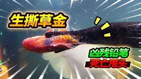 龍魚經(jīng)常一抖甩頭，龍魚甩頭的主要原因及應對措施