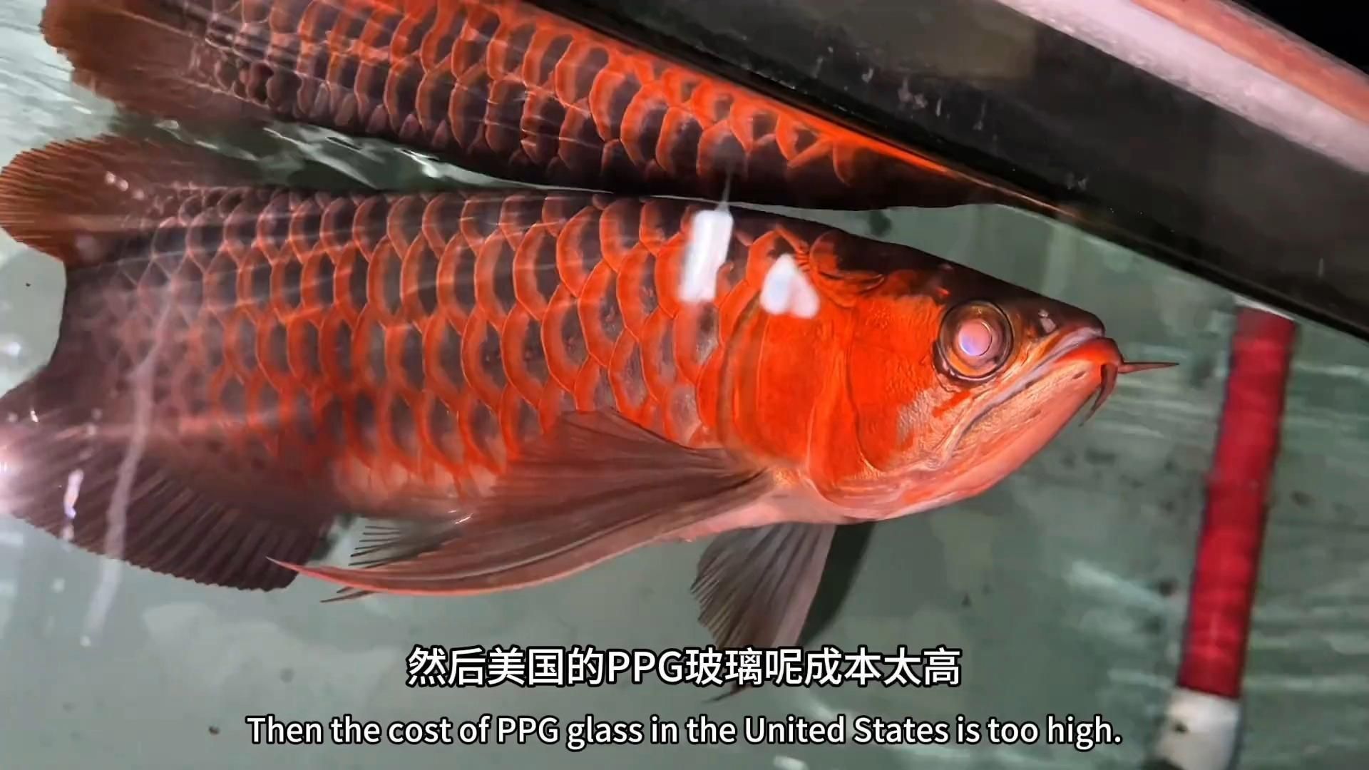 龍魚初期飼養(yǎng)需要哪些設(shè)備？，龍魚初期飼養(yǎng)需要哪些水質(zhì)參數(shù)推薦幾款性價(jià)比高的龍魚飼養(yǎng)設(shè)備
