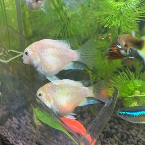 如何緩解迷你鸚鵡魚的充血癥狀，如何緩解迷你鸚鵡魚充血癥狀