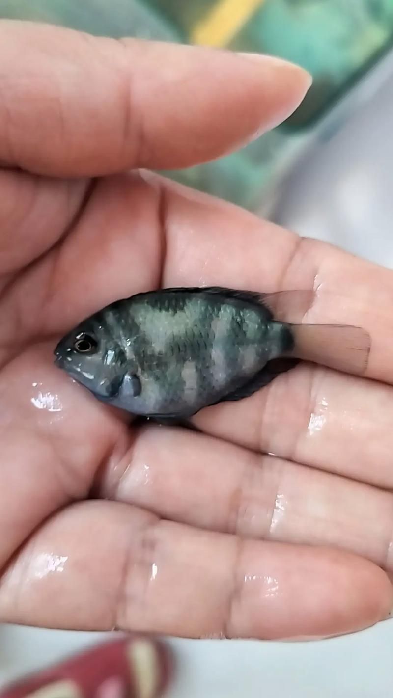 如何緩解迷你鸚鵡魚的充血癥狀，如何緩解迷你鸚鵡魚充血癥狀 如何緩解迷你鸚鵡魚的充血癥狀，如何緩解迷你鸚鵡魚充血癥狀 龍魚百科 第4張