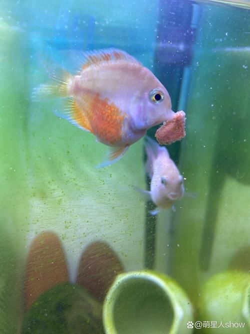 如何緩解迷你鸚鵡魚的充血癥狀，如何緩解迷你鸚鵡魚充血癥狀